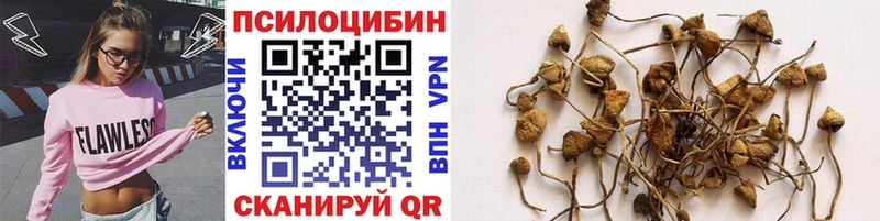 Галлюциногенные грибы Psilocybine cubensis  Купить где  Кунгур 